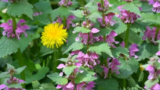 Blossoming red dead nettle swaying in the wind (Lamium purpureum)