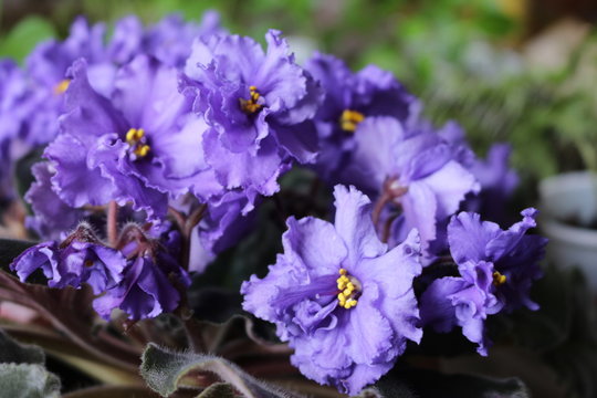 purple flowers african violets macro