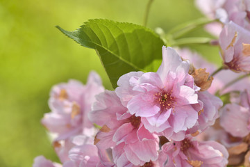 close on pink flowers of cherry tree in spring on green background 