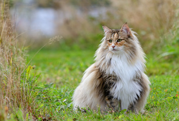Naklejka na ściany i meble Norwegian forest cat female sitting outdoors