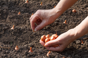 Close up hands of female gardener is planting onion in the garden - obrazy, fototapety, plakaty
