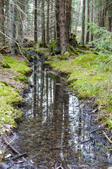 A small spring brook in a green mossy forest.