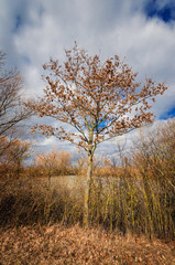 Bare tree in front of a lake in early springtime