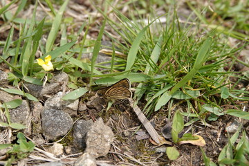 コチャバネセセリ