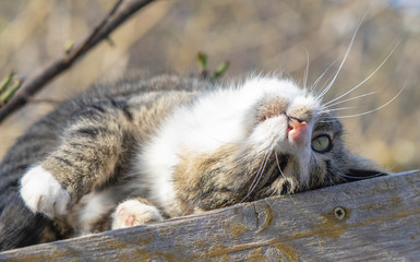 Young cat lies on a shed roof in the garden, monkeys around and enjoying the warmth of the sun
