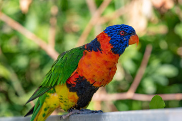 Close up of Multicolored Rainbow Lorikeet parrot Trichoglossus haematodus. This is a species of birds that is native to Australia