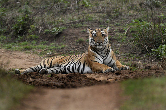 Fototapeta Royal Bengal tiger male, Kabini, India.  ...Photo by:Jan Fleischmann..info@janwildlifephoto.com..+46 70 590 17 74