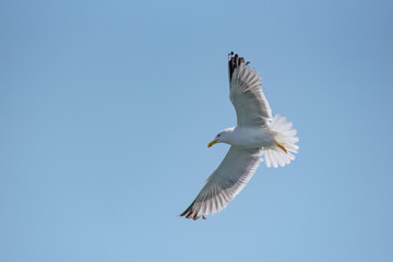 Yellow-legged gull (larus michahellis) in flight on blue sky
