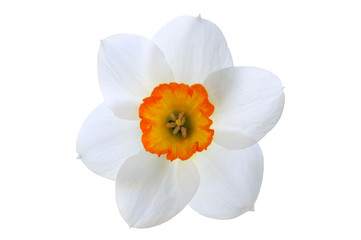 Close-up white daffodil flower with orange center isolated on white background © GarkushaArt