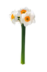 Beautiful daffodils bouquet isolated on white background