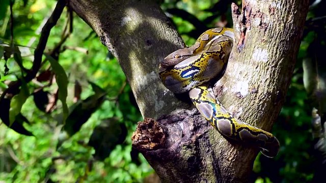 Beautiful close up of facing Phyton snake rest on the tree with zoom in motion.