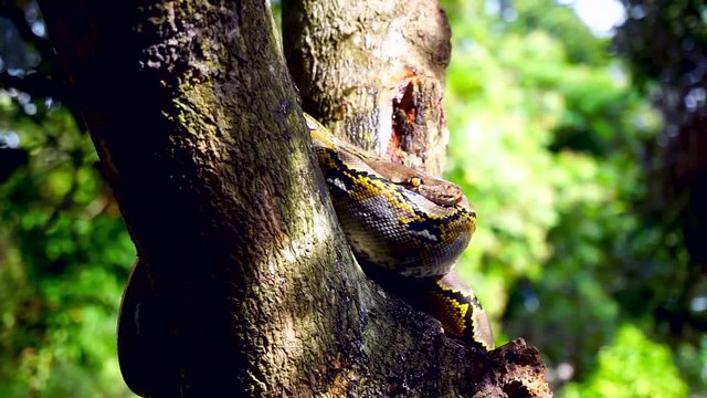 Beautiful close up of Phyton snake rest on the tree.