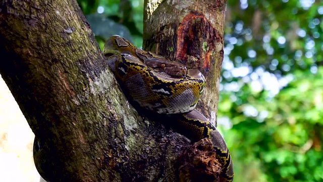 Beautiful close up of Phyton snake rest on the tree.