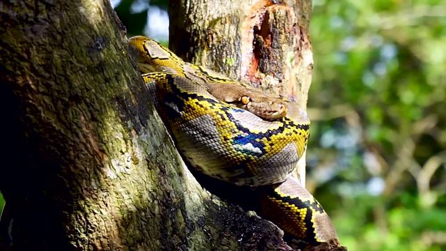 Beautiful close up of Phyton snake rest on the tree.