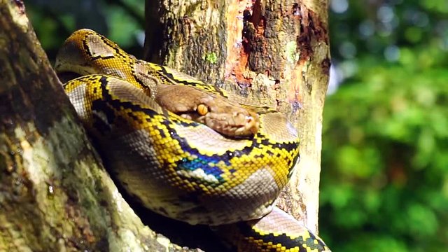 Beautiful close up of Phyton snake rest on the tree.
