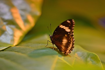 Russia.Saint-Petersburg.The exhibition of tropical butterflies
