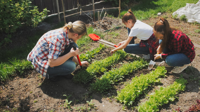 Toned photo of family planting lettuce at backyard garden