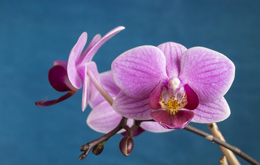 Flower to orchids on turn blue background