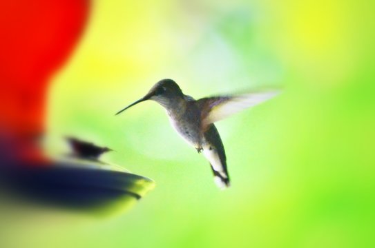 Hummingbird