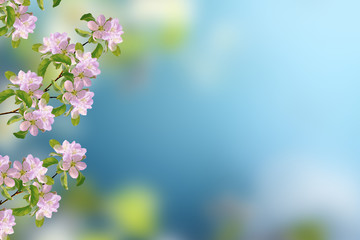 Blossoming branch apple.