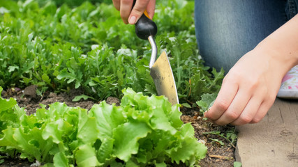 Closeup photo of young woman weeding garden bed with spade