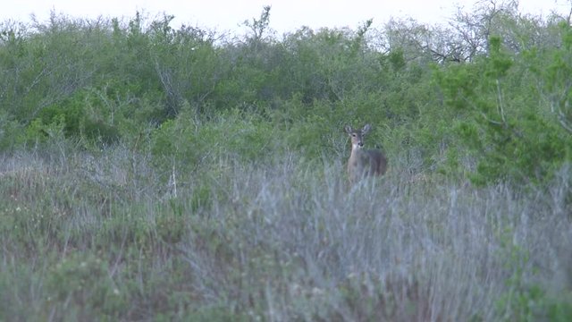 whitetails in texas