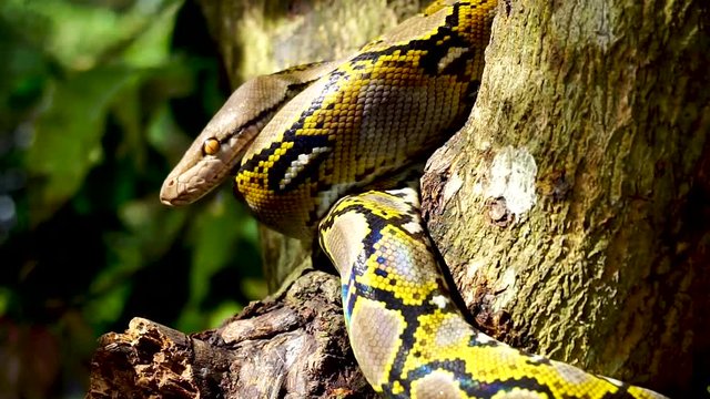 Beautiful close up of Phyton snake rest on the tree with zoom in motion.