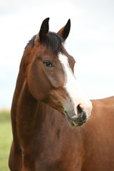 Amazing brown horse