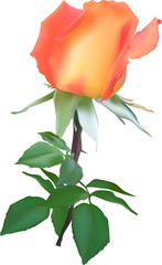 isolated light red and orange single rose
