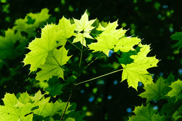 Acer - maple leafs on tree branch with background sunlight and blur in the back.