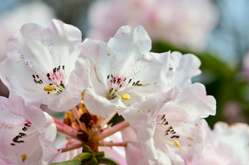 white rododendron
