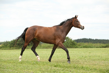 Fototapeta na wymiar Beautiful brown horse running in freedom