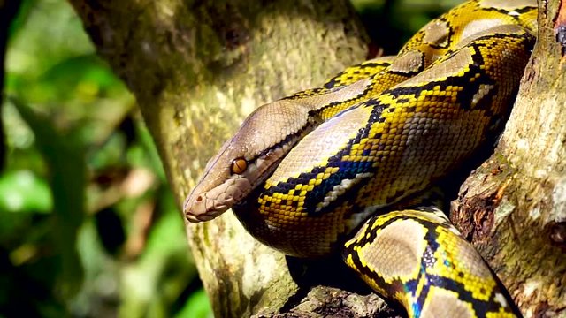 Beautiful close up of Phyton snake rest on the tree.