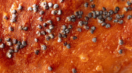 Poppy seeds in a bun as a background