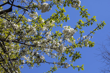 Blossom on a Tree