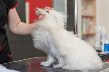 Professional care for the dog Maltese lap dog. Drying the dog in the grooming salon.