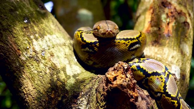 Beautiful close up of facing Phyton snake rest on the tree with zoom in motion.