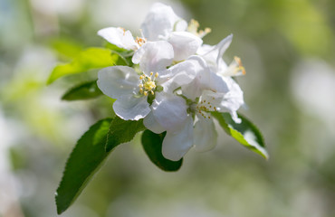 Flowers on a branch of an apple tree in spring