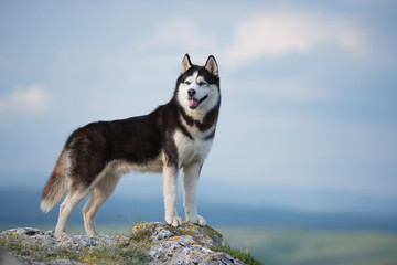 Black and white Siberian husky standing on a mountain in the background of mountains and forests....