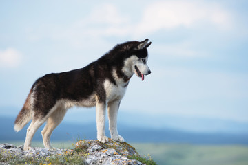 Black and white Siberian husky standing on a mountain in the background of mountains and forests. Dog on the background of a natural landscape. Blue eyes.