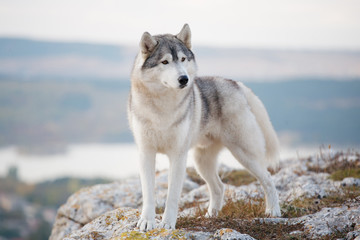 A delightful gray Siberian husky stands on a mountain in the background of a forest and clouds. A dog on a natural background.