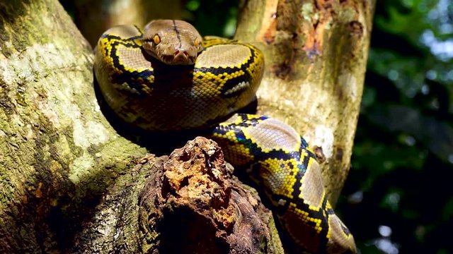 Beautiful close up of Phyton snake rest on the tree.
