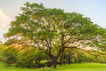 A beautiful East Indian Walnut on the lawn in the park.