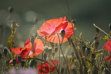 Beautiful red poppy flowers on a field in summer with a colorful background