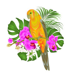 Sun Conure Parrot tropical bird standing on a purple orchid  Phalaenopsis and palm, phiodendronon a white background vector illustration editable hand draw