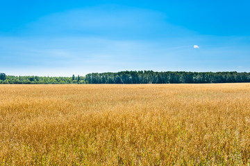 Golden field with ripe oats and deep blue sky divided by forest line on horizon. Beautiful summer rural landscape.
