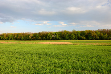 Fototapeta premium Green meadow, forest and clouds in the sky