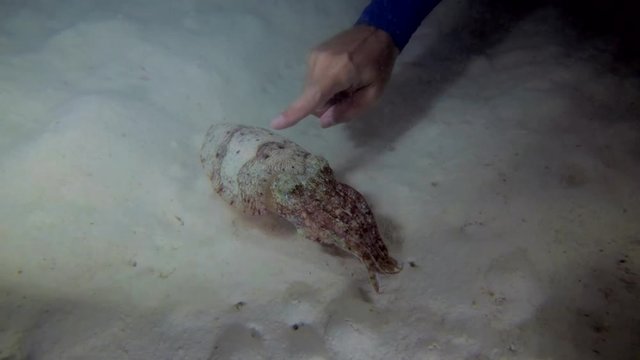 A man is stroking a Pharaoh Cuttlefish over sandy bottom in the night (close-up) - Indian Ocean, Maldives
