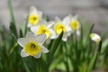 В саду у Храма 