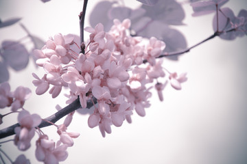 PinkFlowers